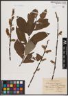 Foto von Salix caprea L. x Salix cinerea L.